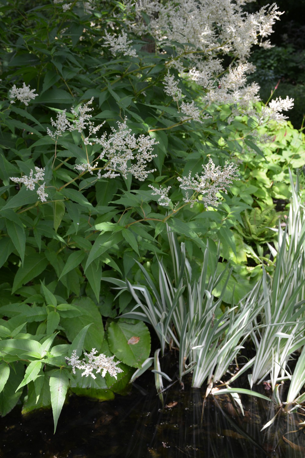Persicaria polymorpha