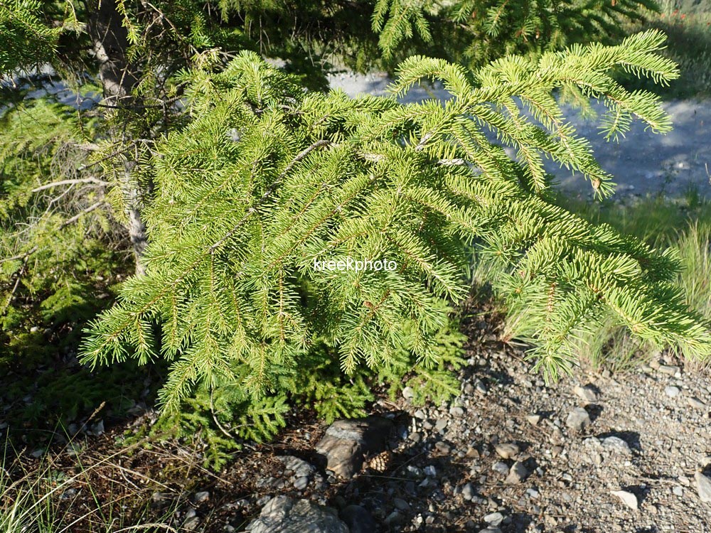 Picea abies