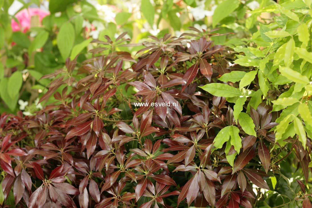 Pieris japonica 'Katsura'