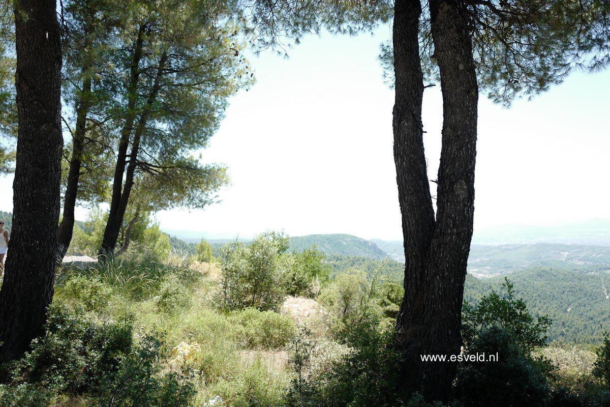 Pinus halepensis