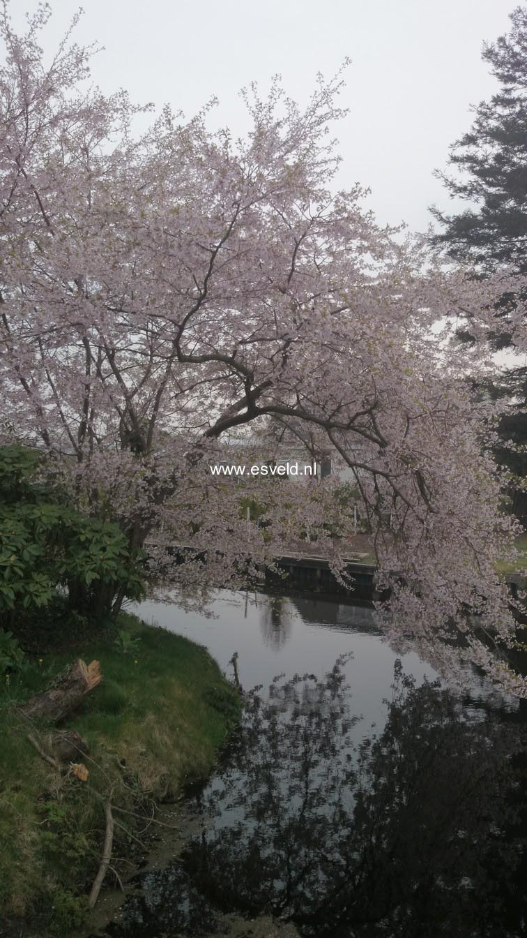 Prunus nipponica 'Felice'