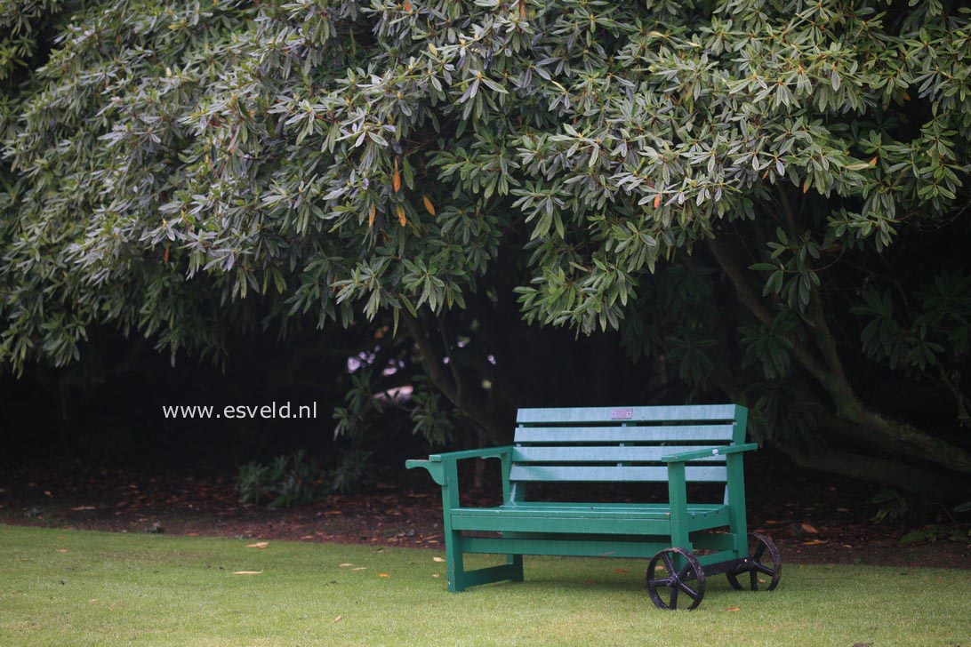 Rhododendron arboreum