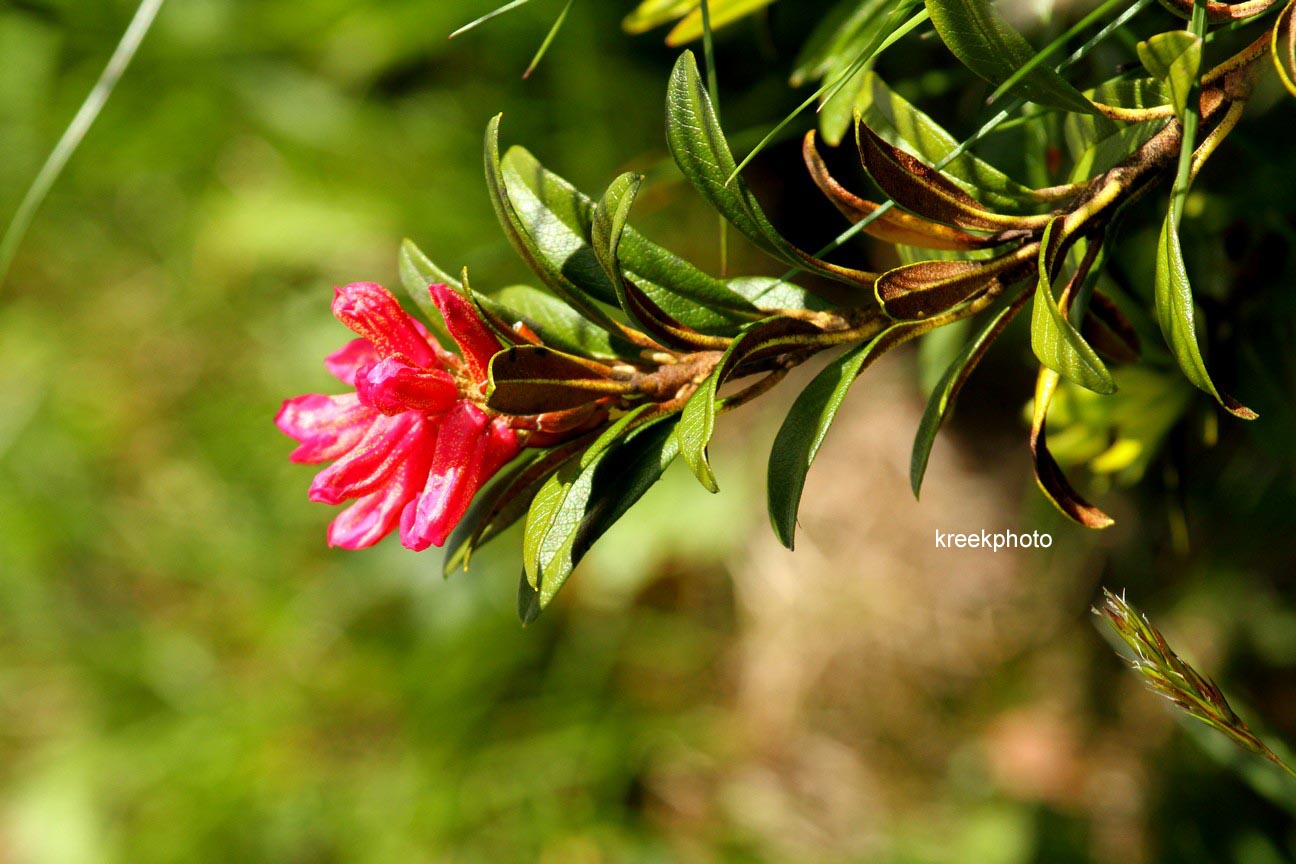 Rhododendron ferrugineum