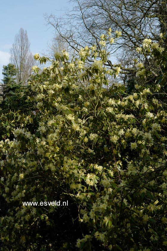 Rhododendron lutescens