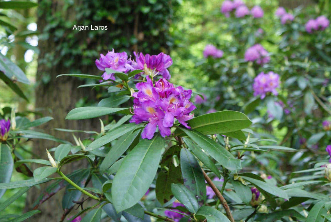 Rhododendron ponticum