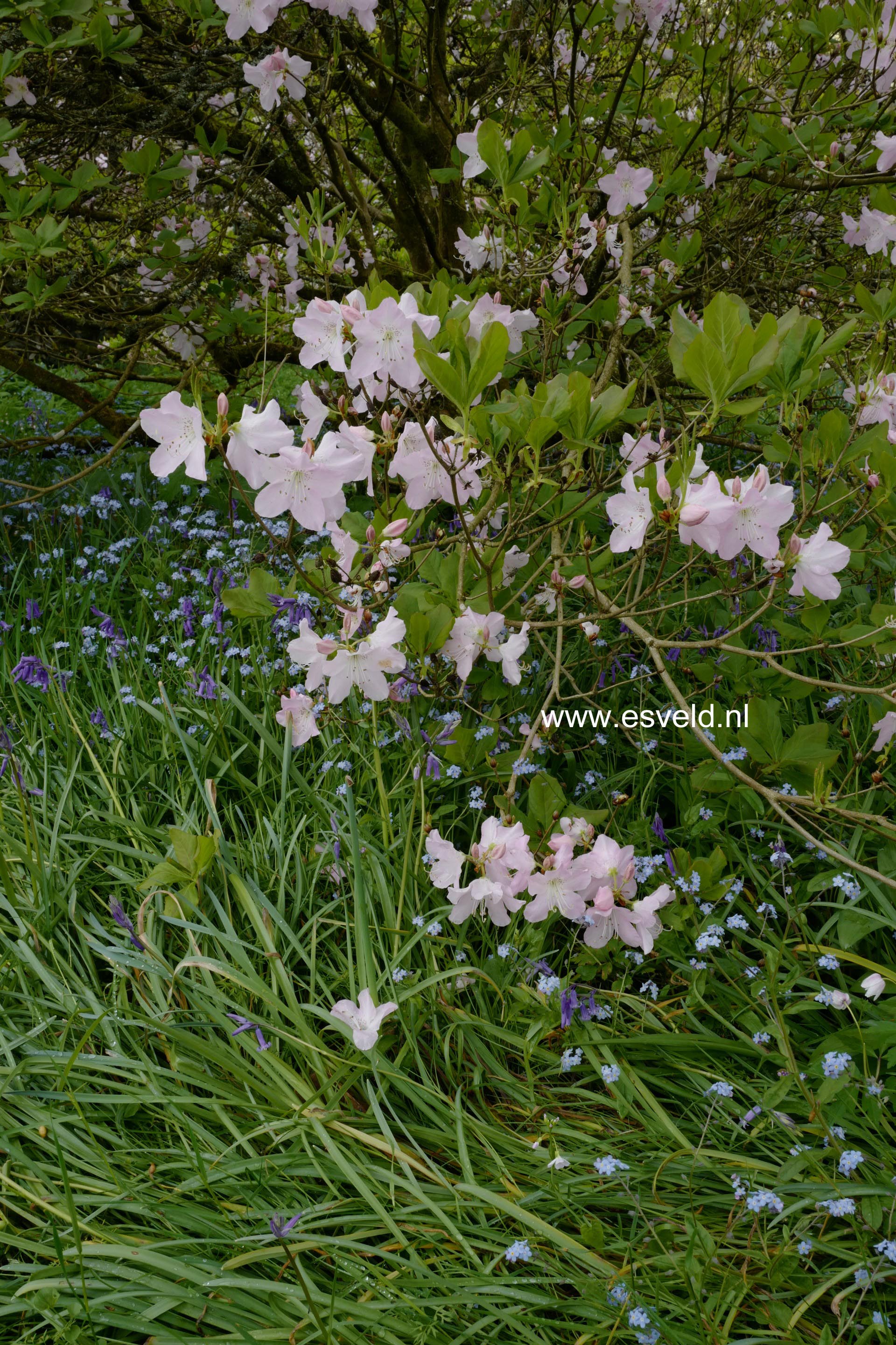Rhododendron schlippenbachii