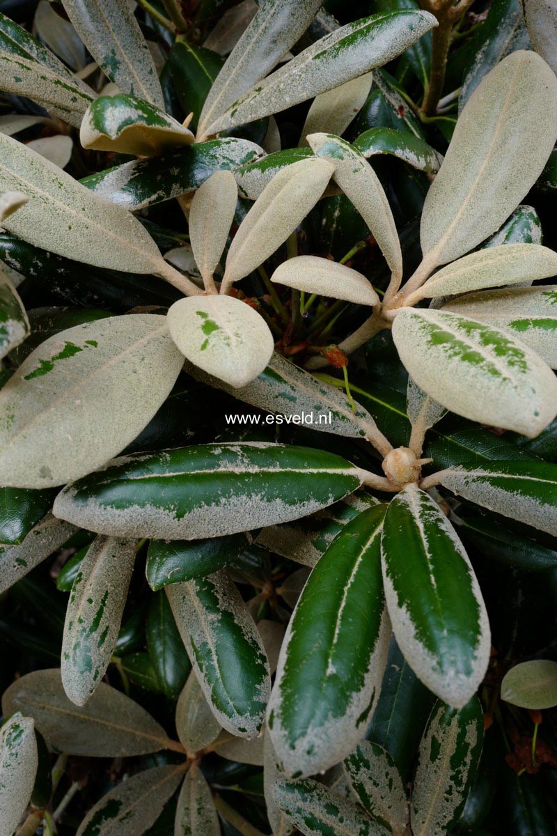 Rhododendron yakushimanum