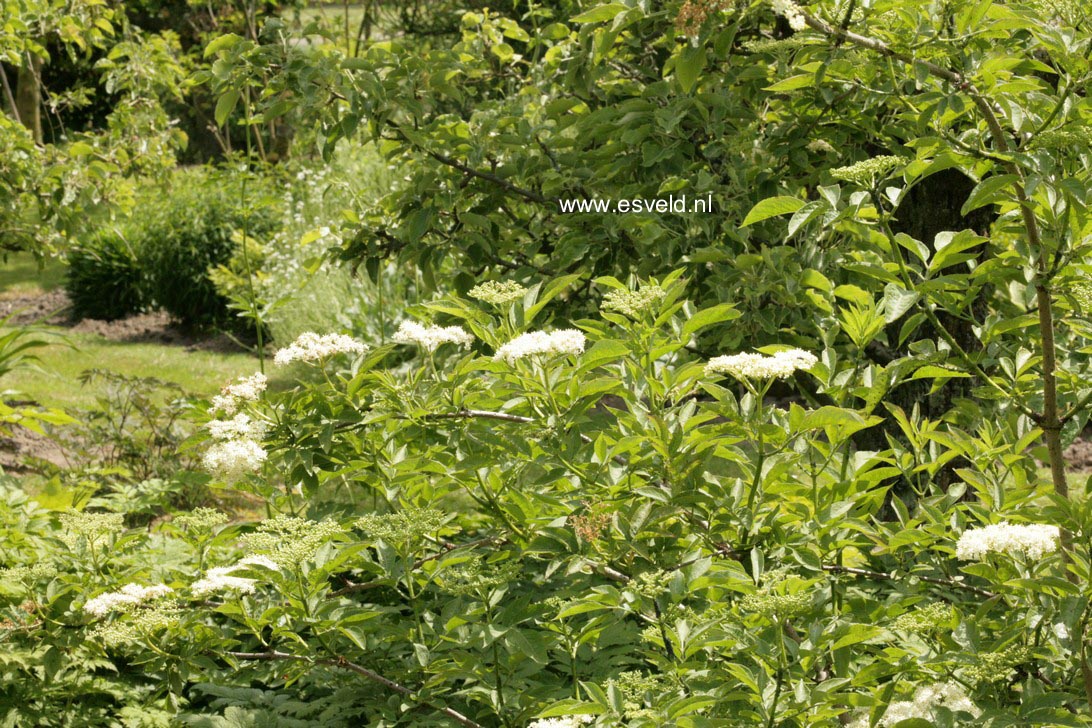 Sambucus nigra