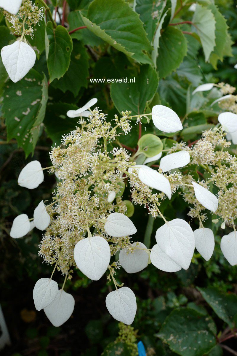 Schizophragma hydrangeoides