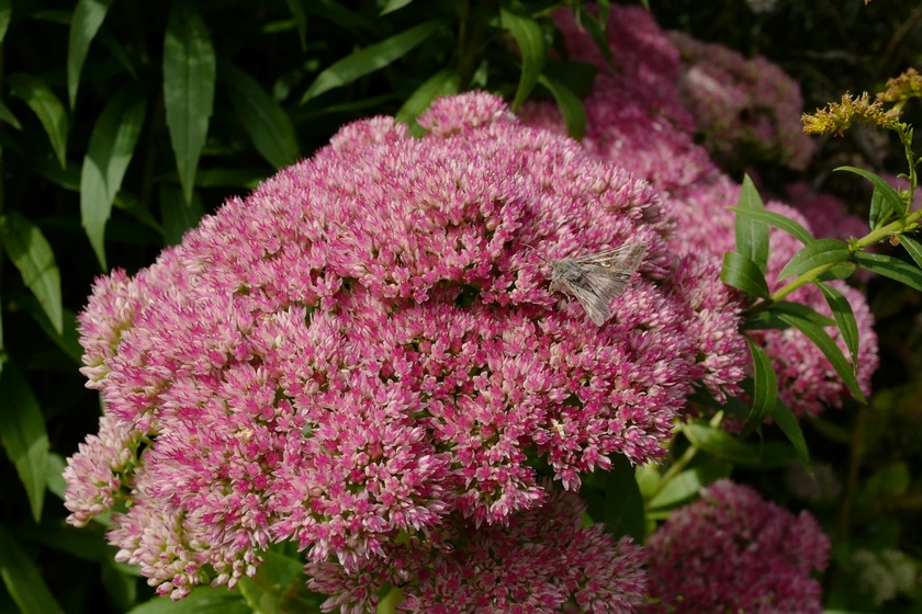 Sedum 'Herbstfreude'