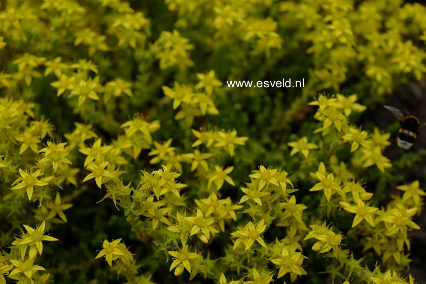 Sedum acre