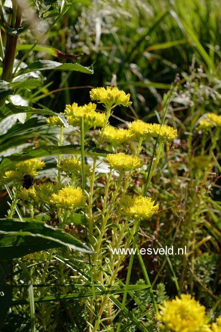 Sedum reflexum