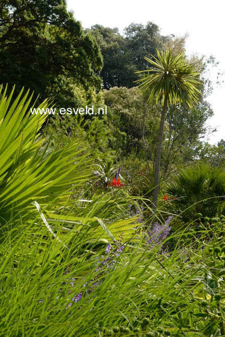 Trachycarpus fortunei