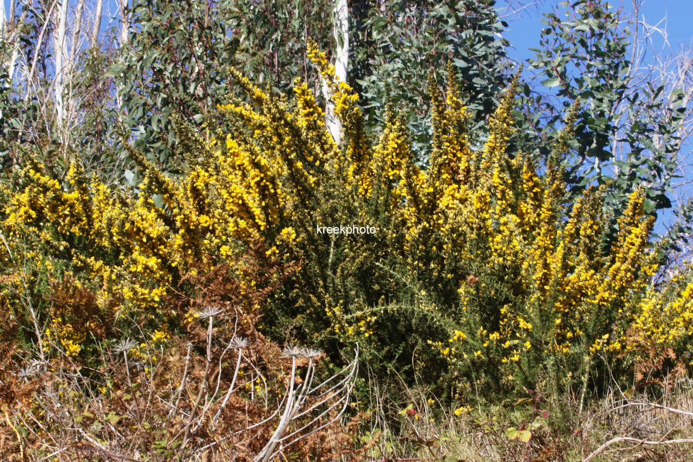 Ulex europaeus