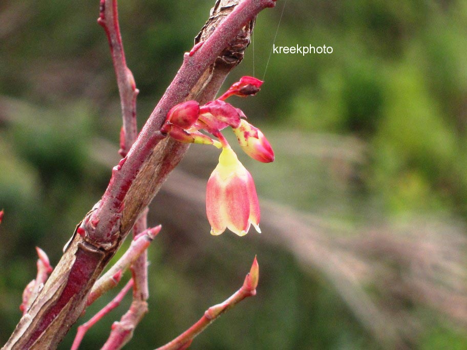 Vaccinium padifolium