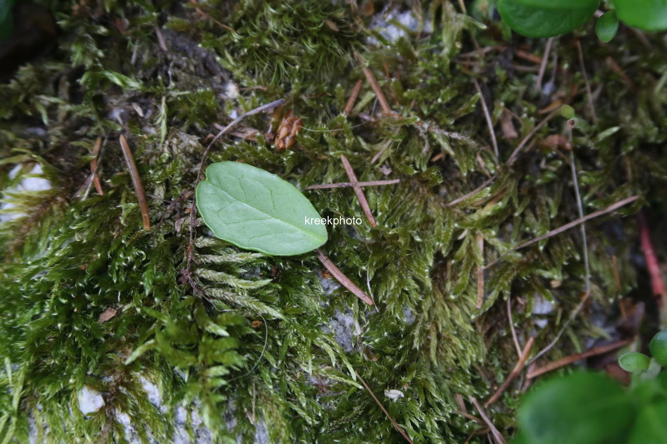 Vaccinium vitis-idaea