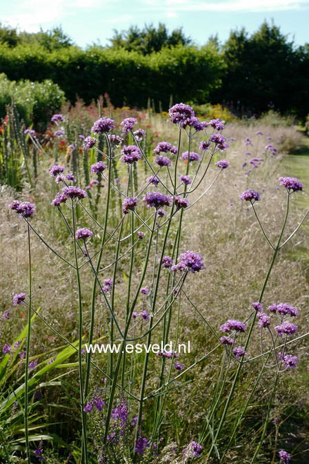 Verbena bonariensis