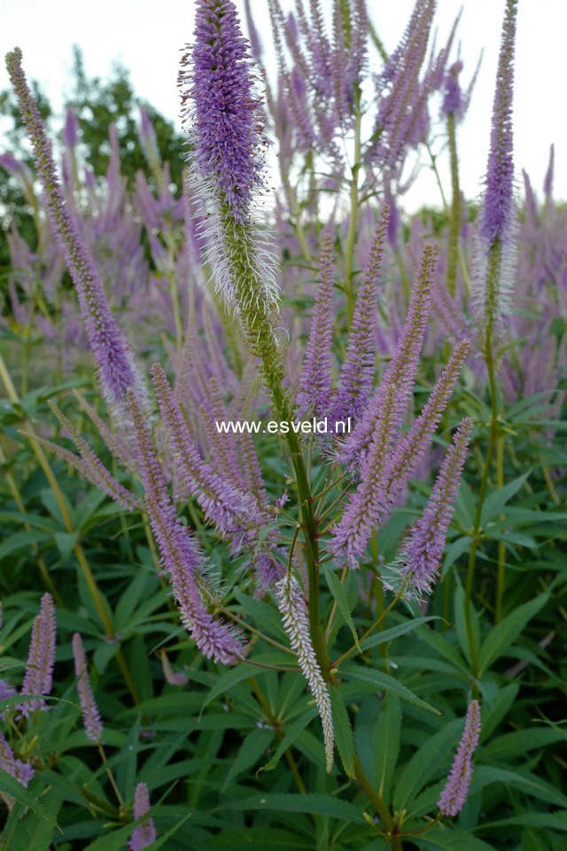 Veronicastrum virginicum 'Fascination'