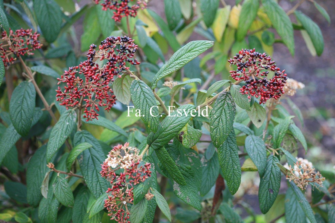 Viburnum rhytidophyllum 'Dart's Duke' (INTERDUKE)