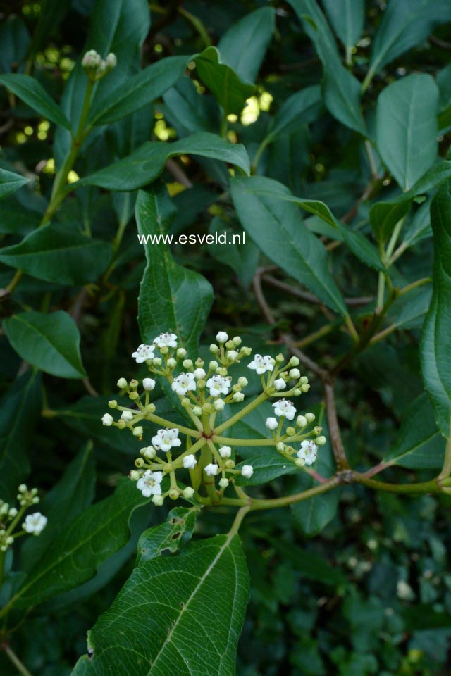 Viburnum tinus