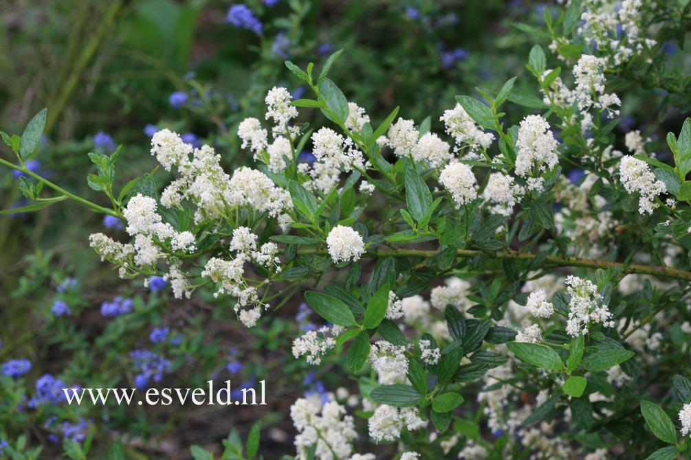 Ceanothus thyrsiflorus 'Millerton Point'