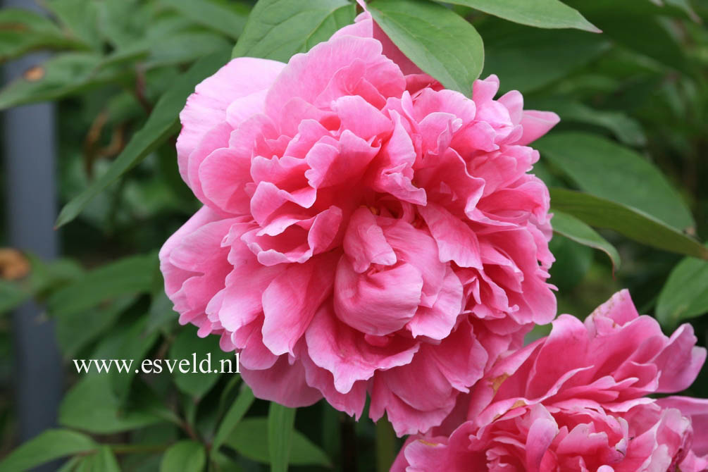 Paeonia 'Margaret Truman'