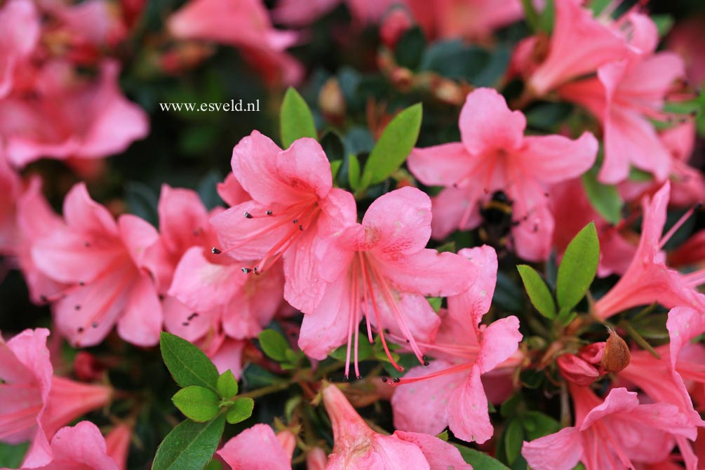 Rhododendron nakaharae 'Marilee'