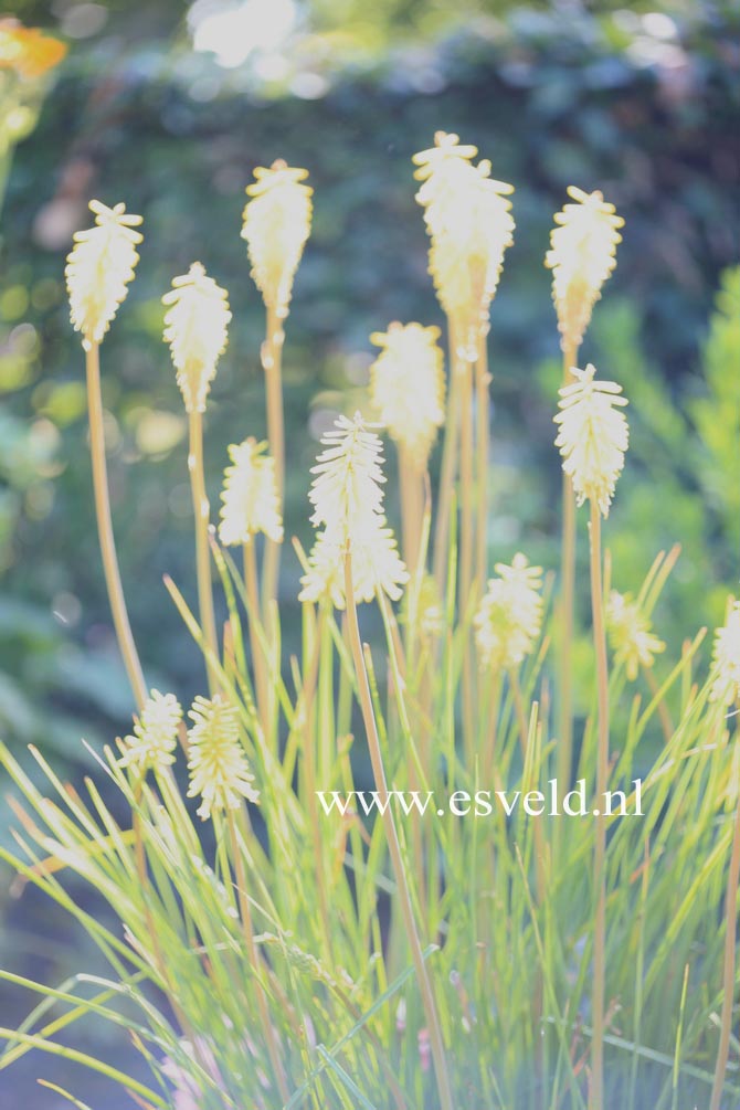 Kniphofia 'Vanilla'