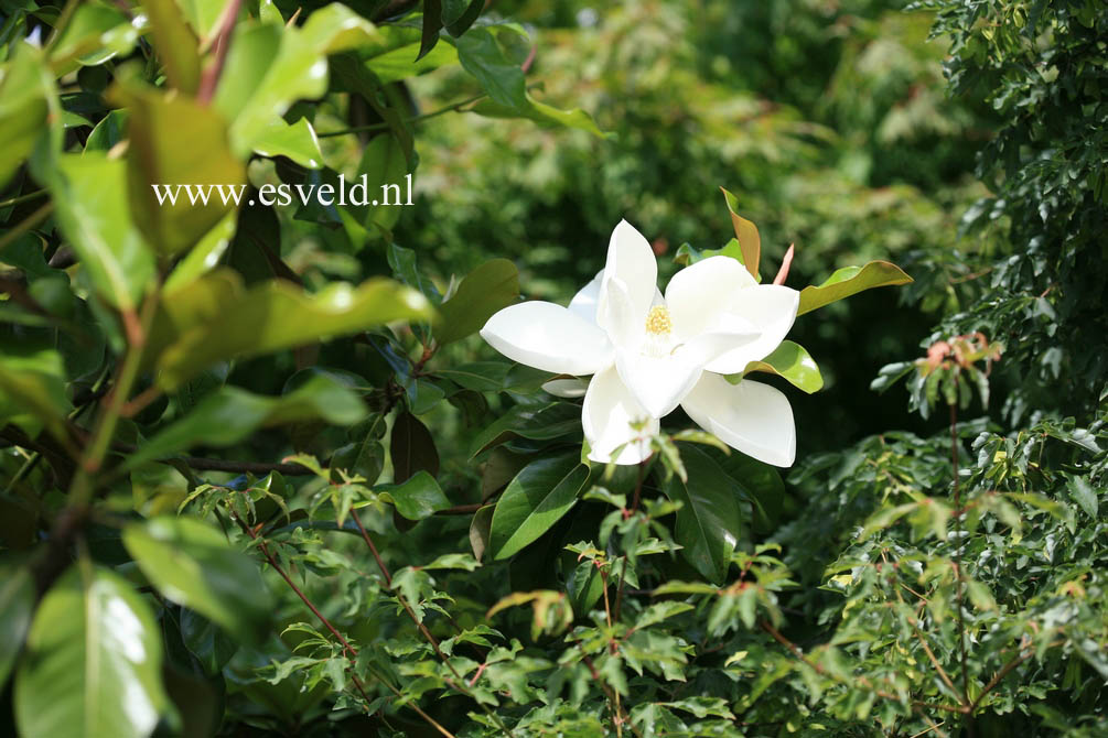 Magnolia grandiflora 'Samuel Sommer'