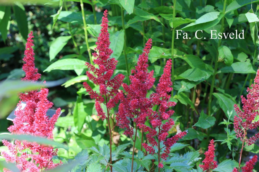 Astilbe 'Etna' (21306)