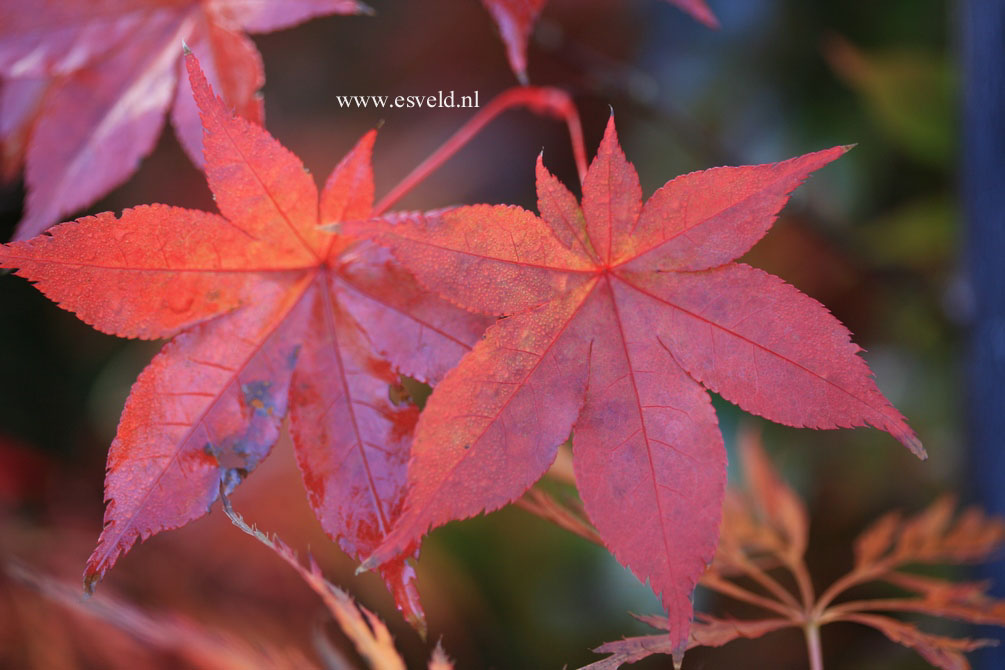 Acer palmatum 'Hino tsukasa' (21741)