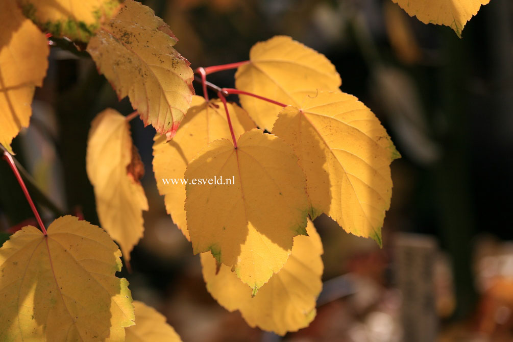 Acer davidii 'Westonbirt' (21768)