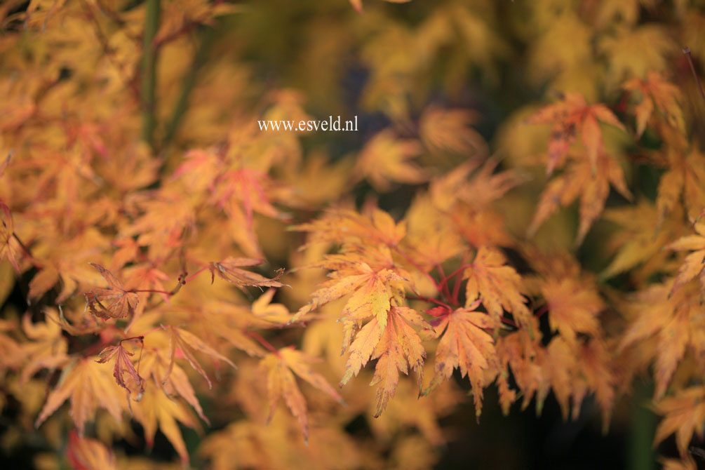 Acer palmatum 'Hatsukoi' (21904)