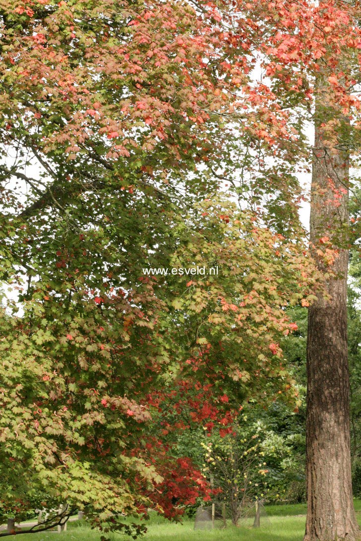 Acer circinatum