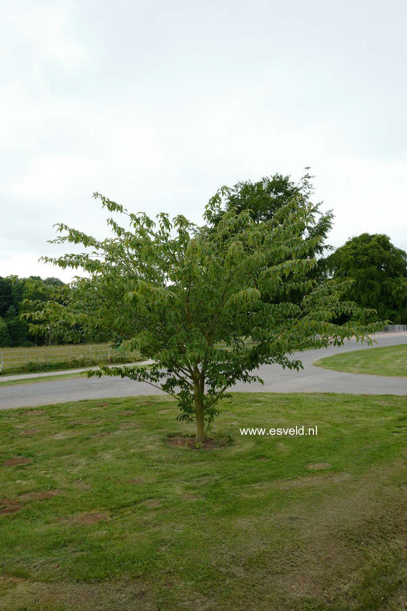 Acer davidii 'Karmen'