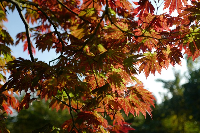 Acer japonicum 'Attaryi'