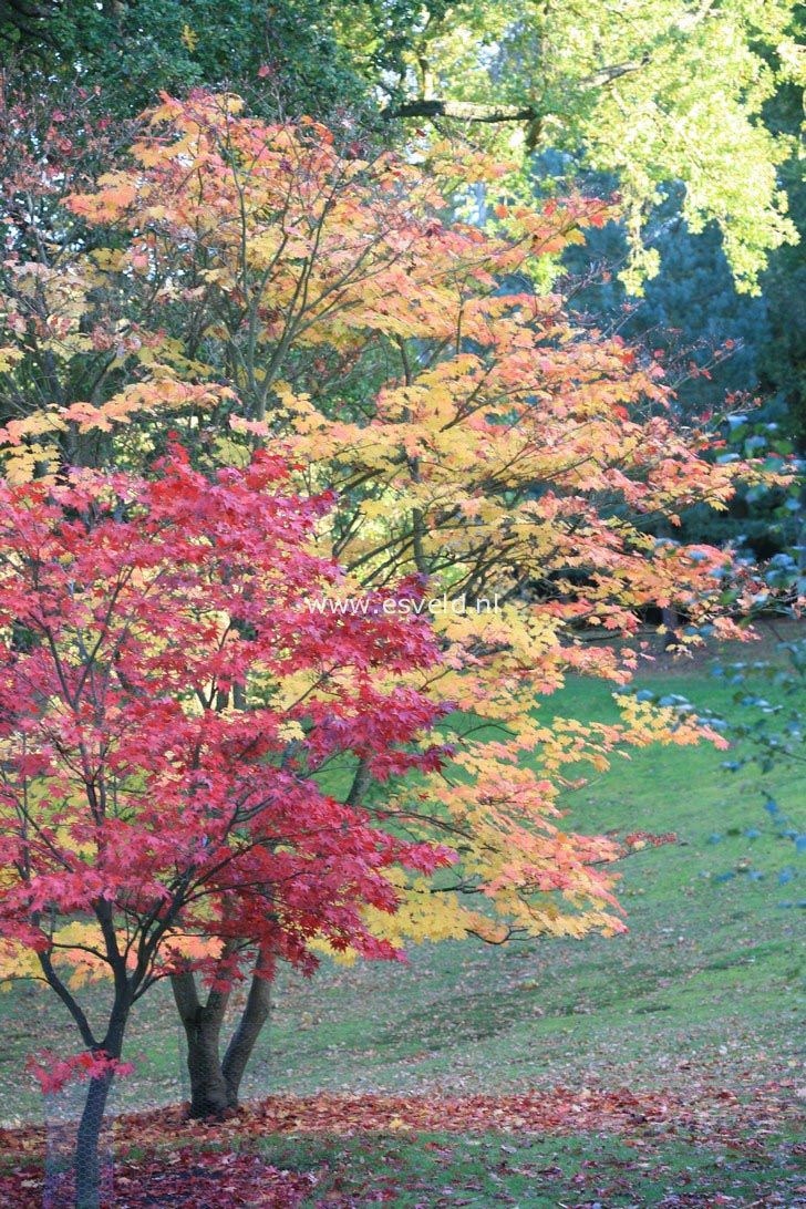 Acer japonicum
