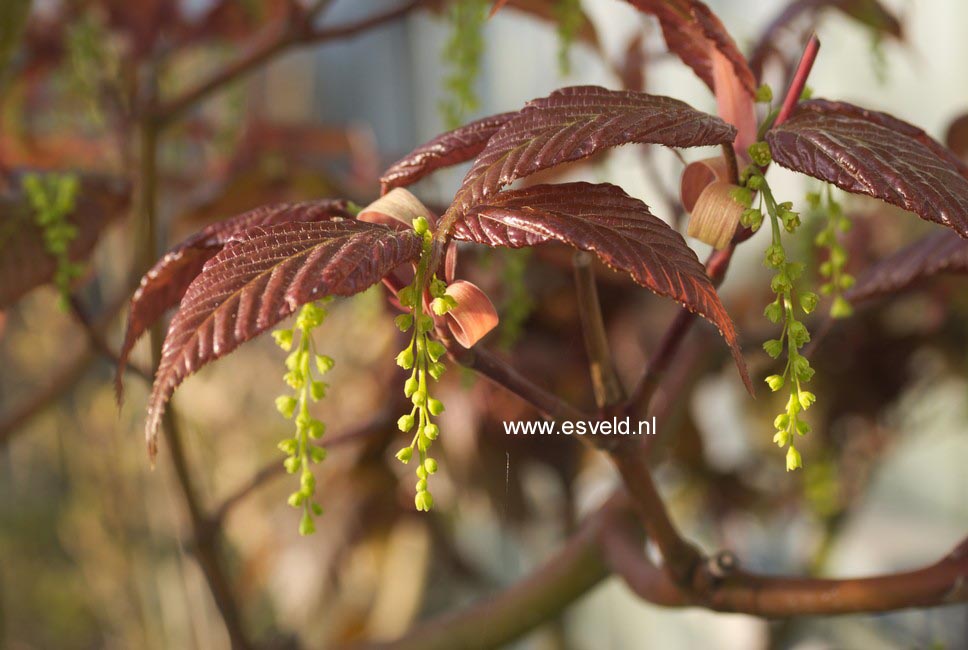 Acer morifolium