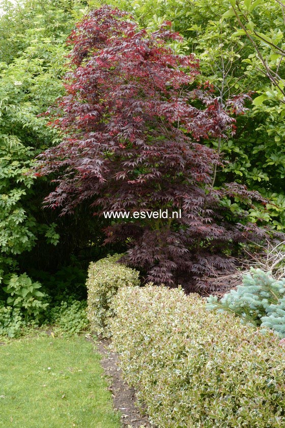 Acer palmatum 'Bloodgood'
