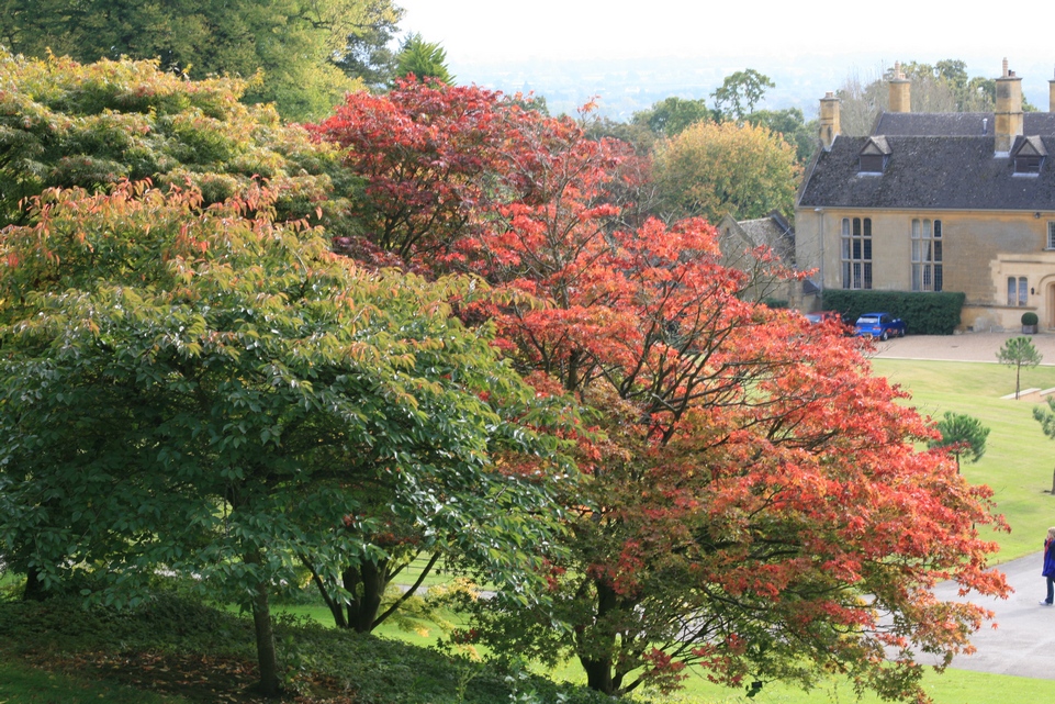 Acer palmatum 'Osakazuki'