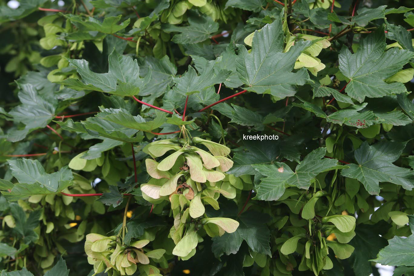 Acer platanoides