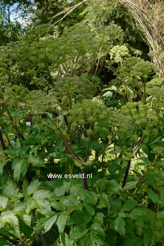 Angelica archangelica