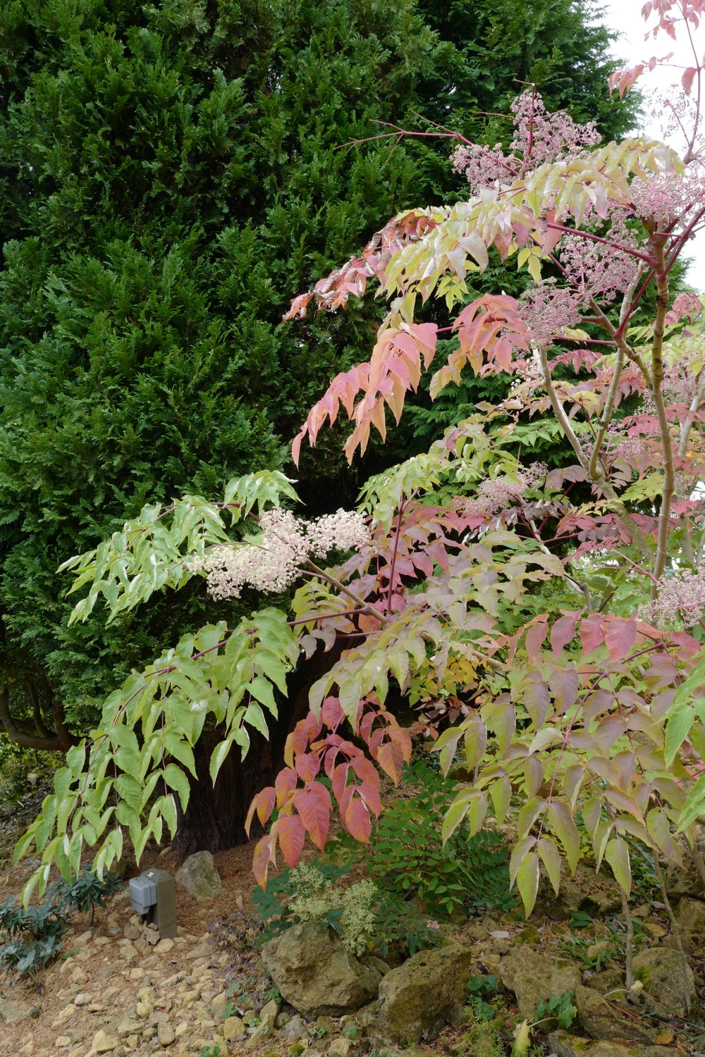 Aralia elata