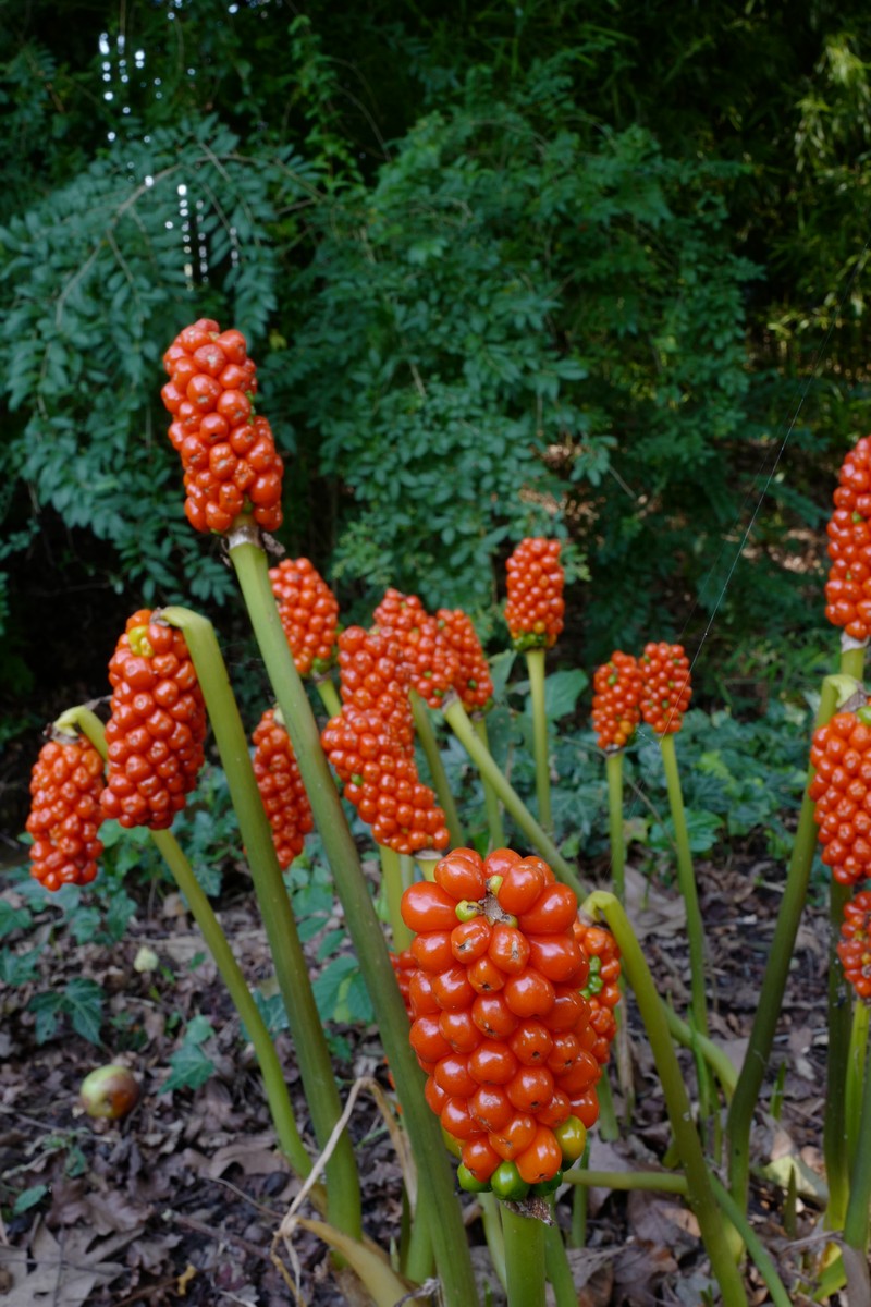 Arum italicum