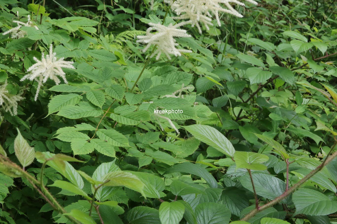 Aruncus dioicus