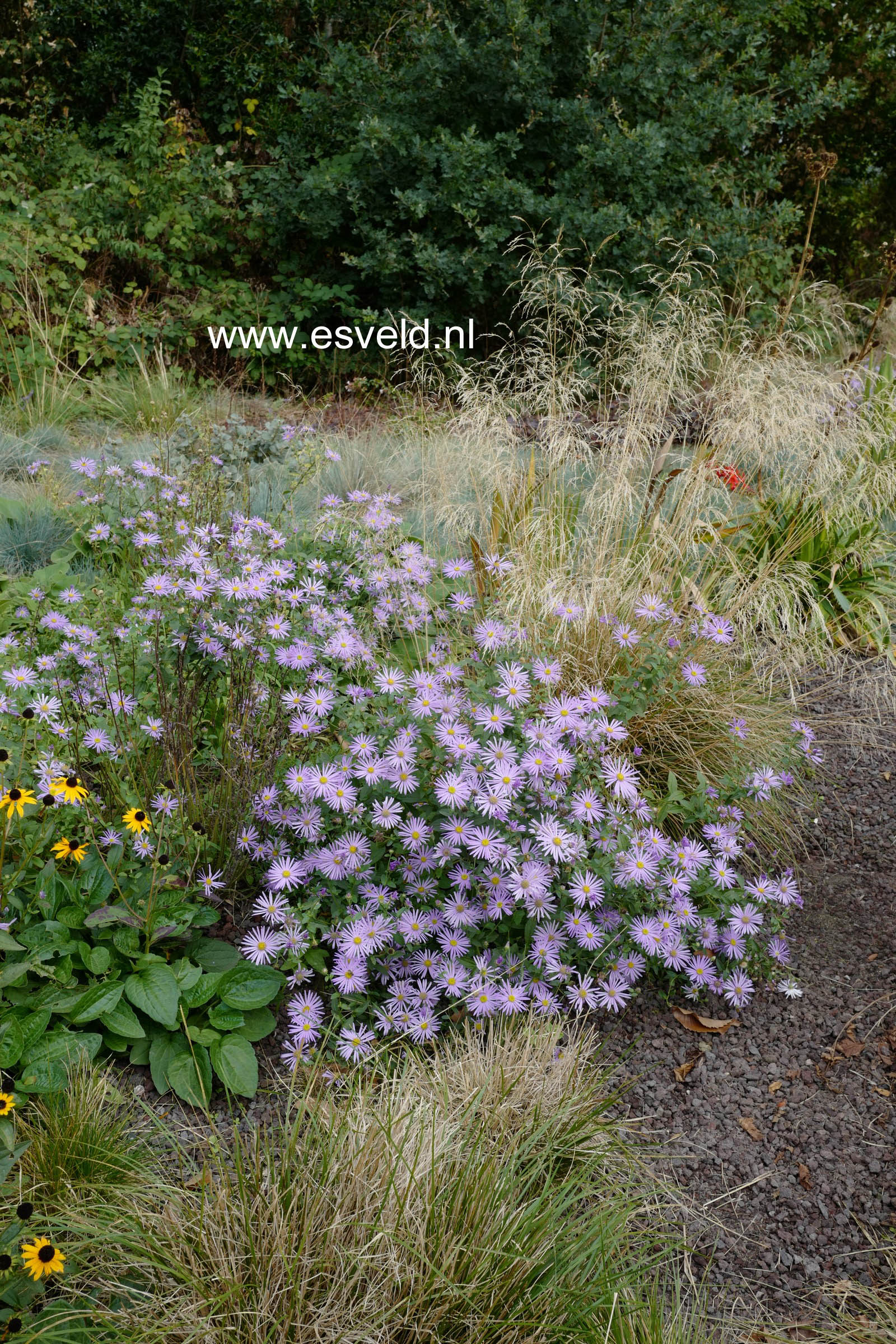 Aster frikartii 'Moench'