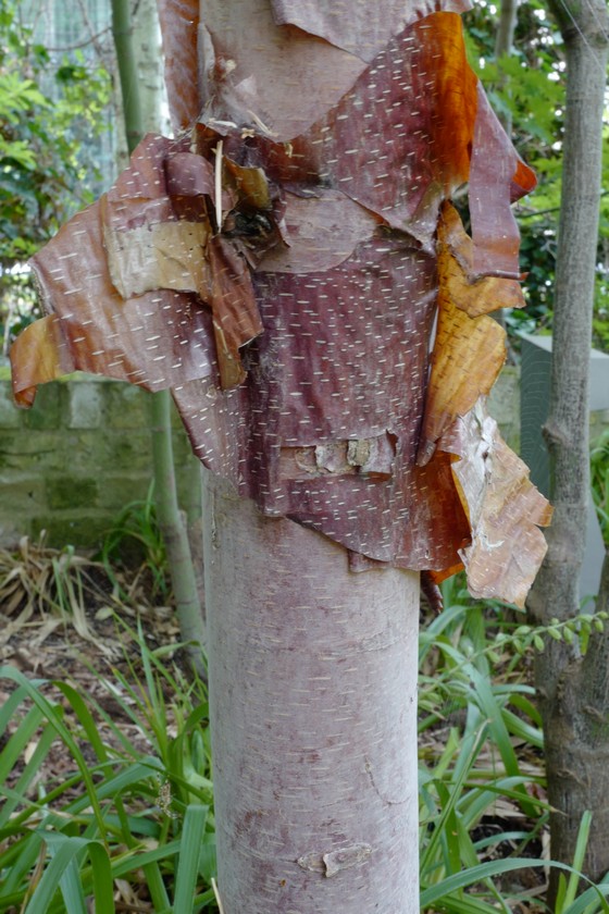 Betula albosinensis