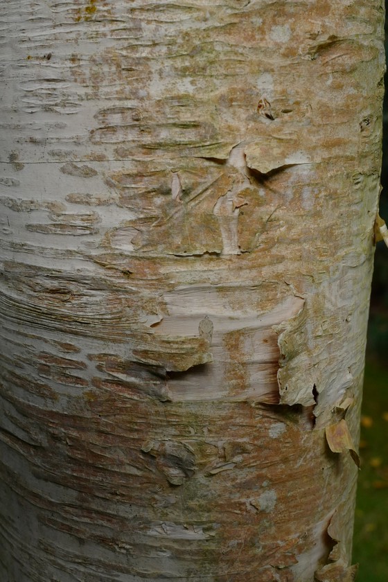 Betula ermanii