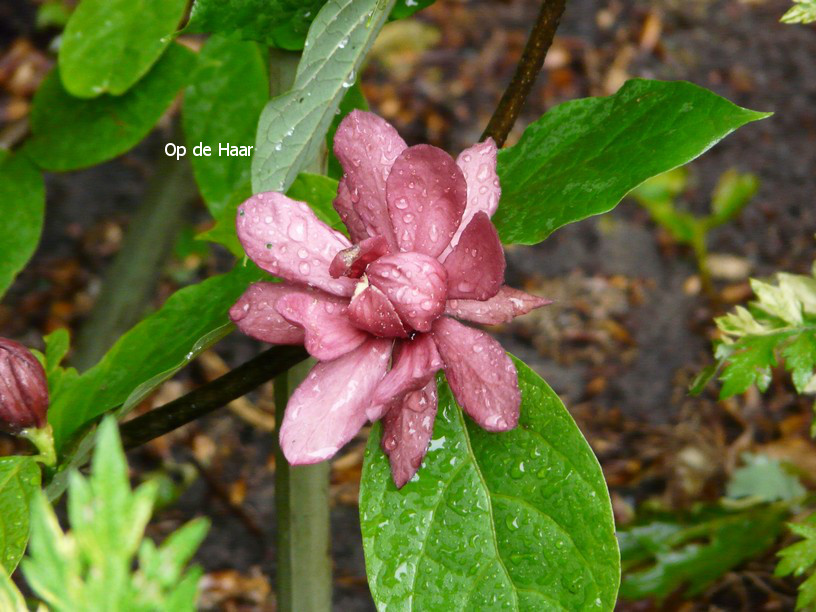 Calycanthus raulstonii 'Hartlage Wine'