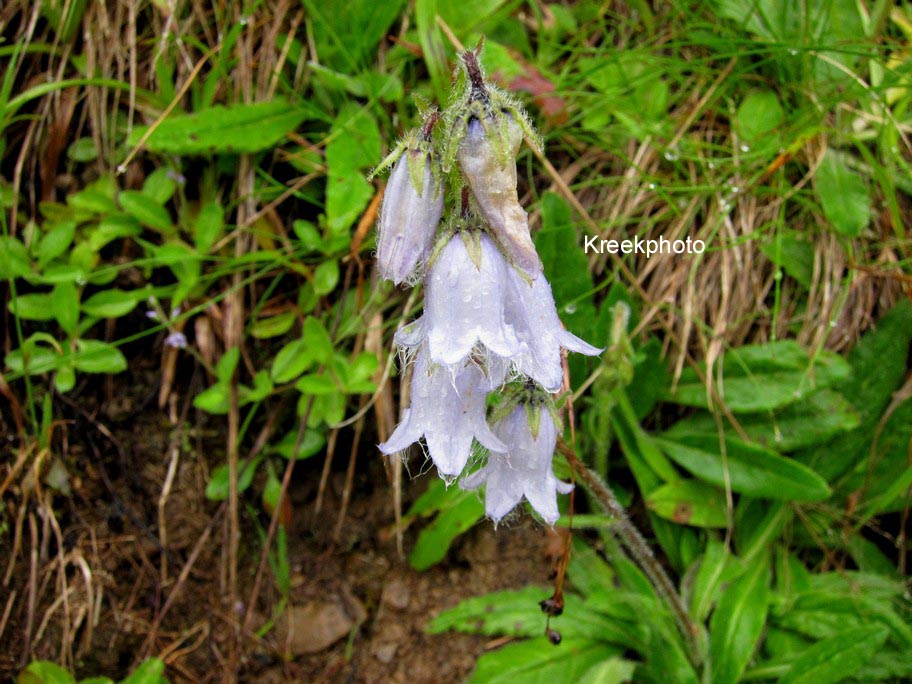 Campanula barbata